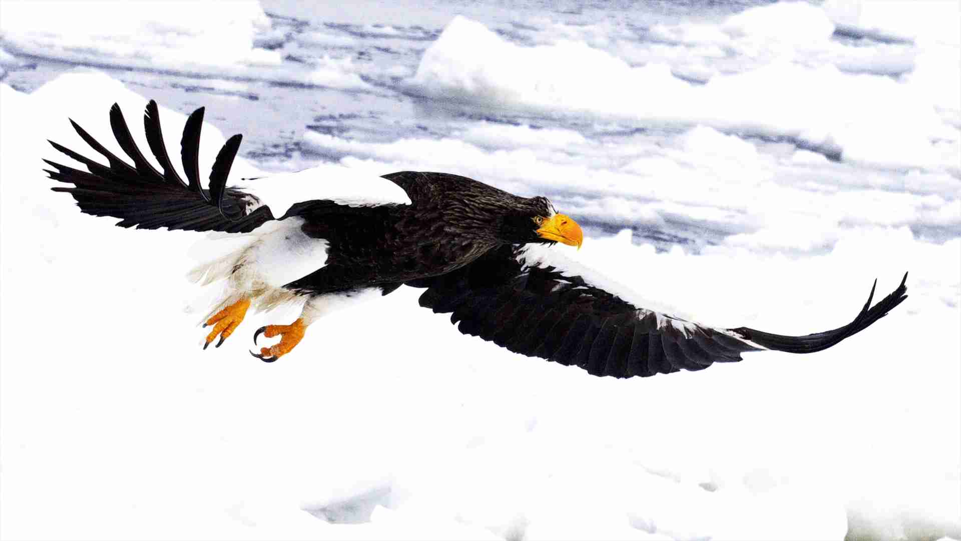 動物になれるならなにになりたい？