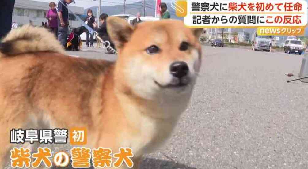 ポメラニアンが警察犬に 宮崎県内初 小型犬ならではの特長を生かして