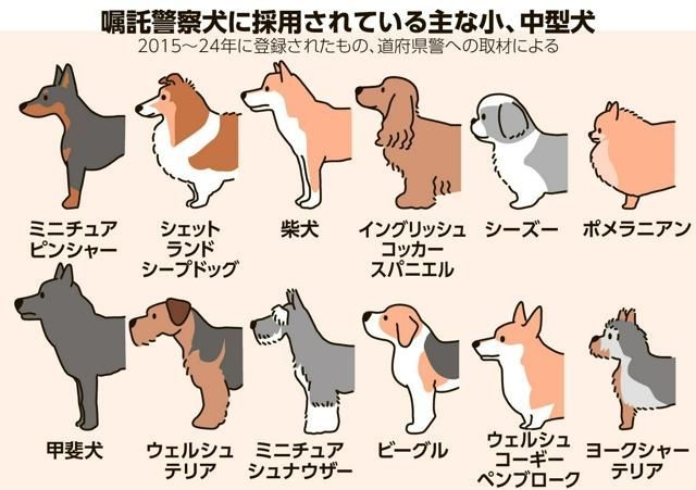 ポメラニアンが警察犬に 宮崎県内初 小型犬ならではの特長を生かして