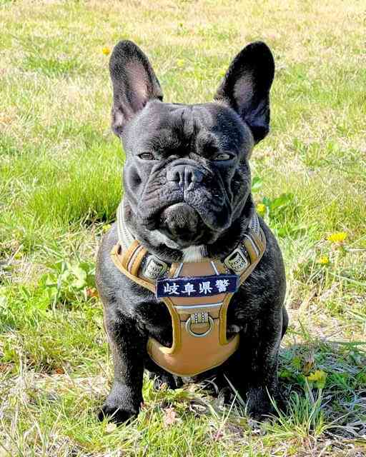 ポメラニアンが警察犬に 宮崎県内初 小型犬ならではの特長を生かして