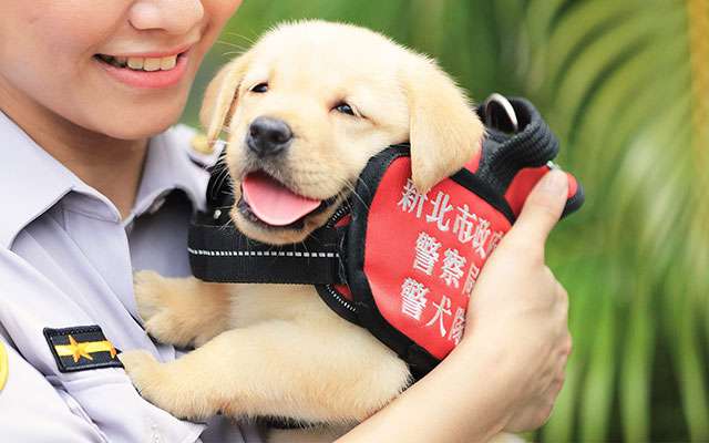ポメラニアンが警察犬に 宮崎県内初 小型犬ならではの特長を生かして