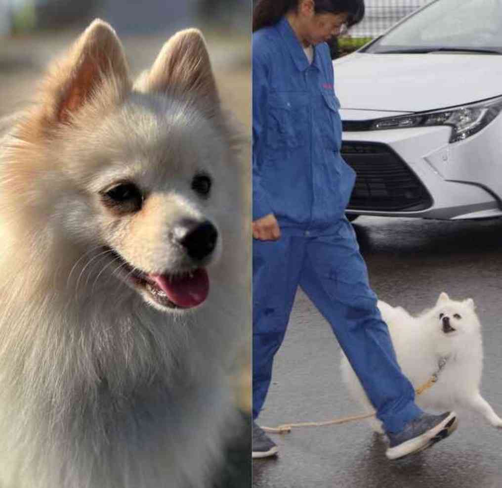 ポメラニアンが警察犬に 宮崎県内初 小型犬ならではの特長を生かして