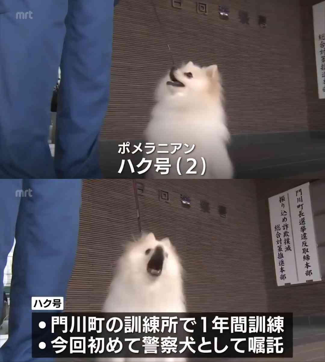 ポメラニアンが警察犬に 宮崎県内初 小型犬ならではの特長を生かして