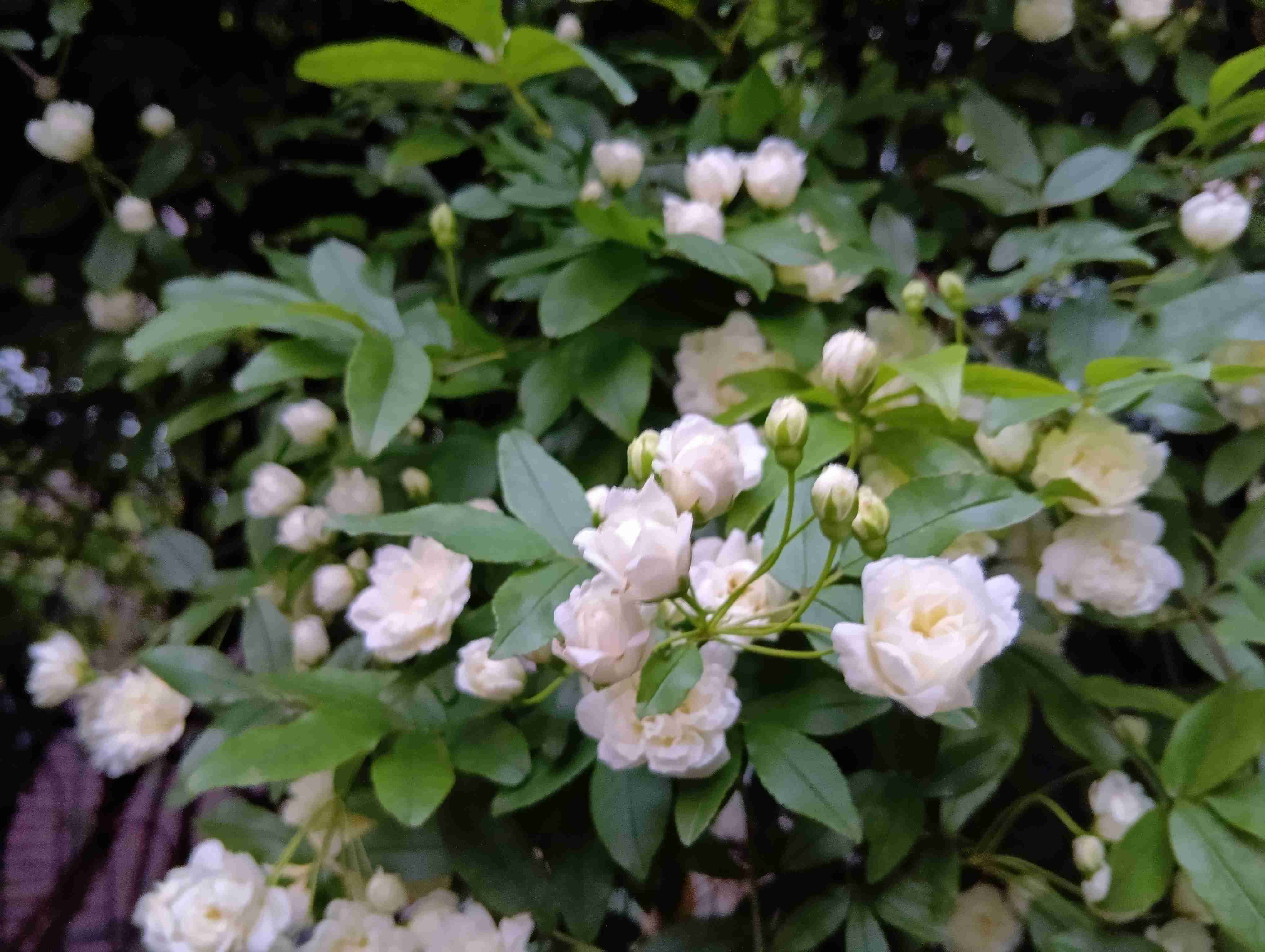 【ガーデニング】ガルちゃん園芸部【花・植物】part.55