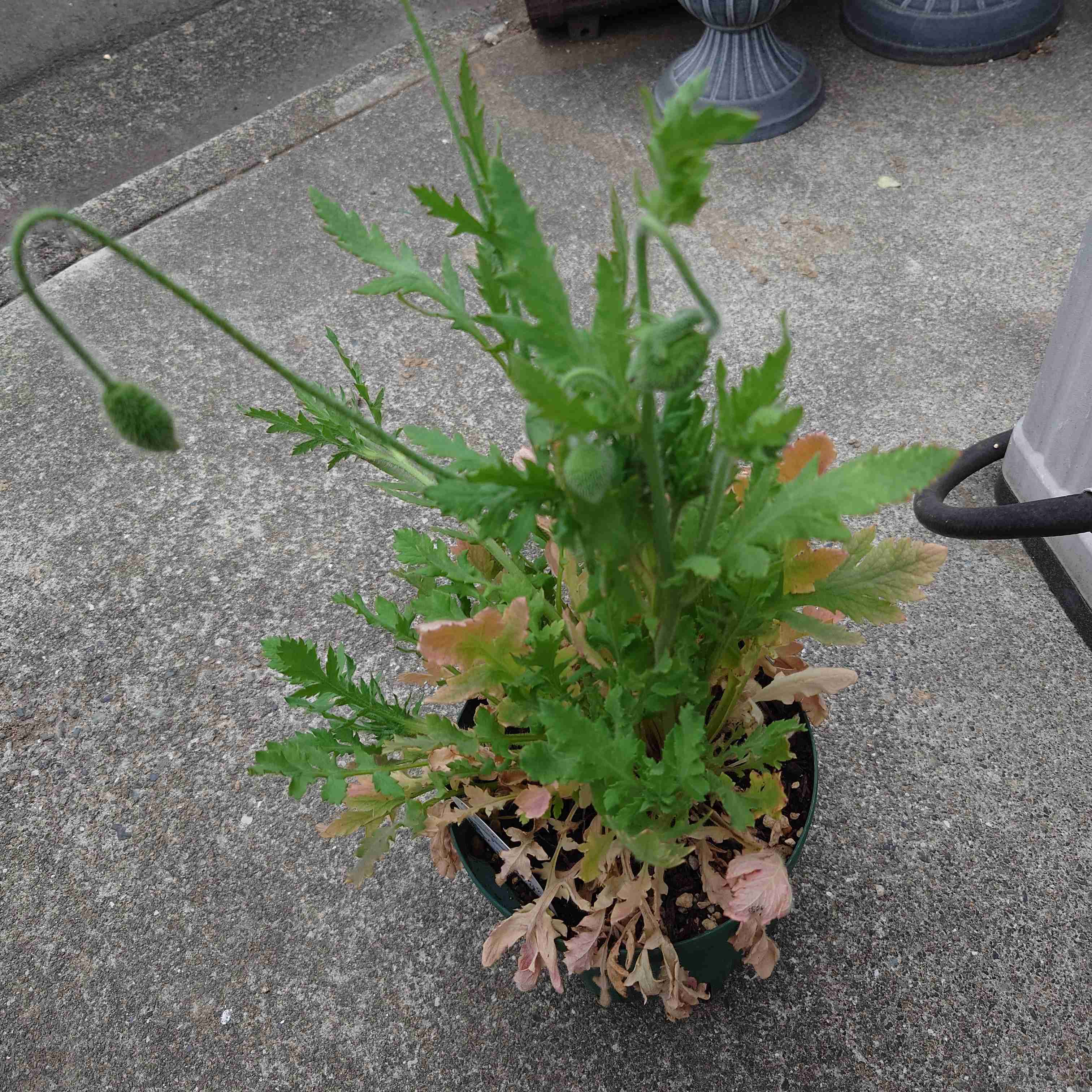 【ガーデニング】ガルちゃん園芸部【花・植物】part.55