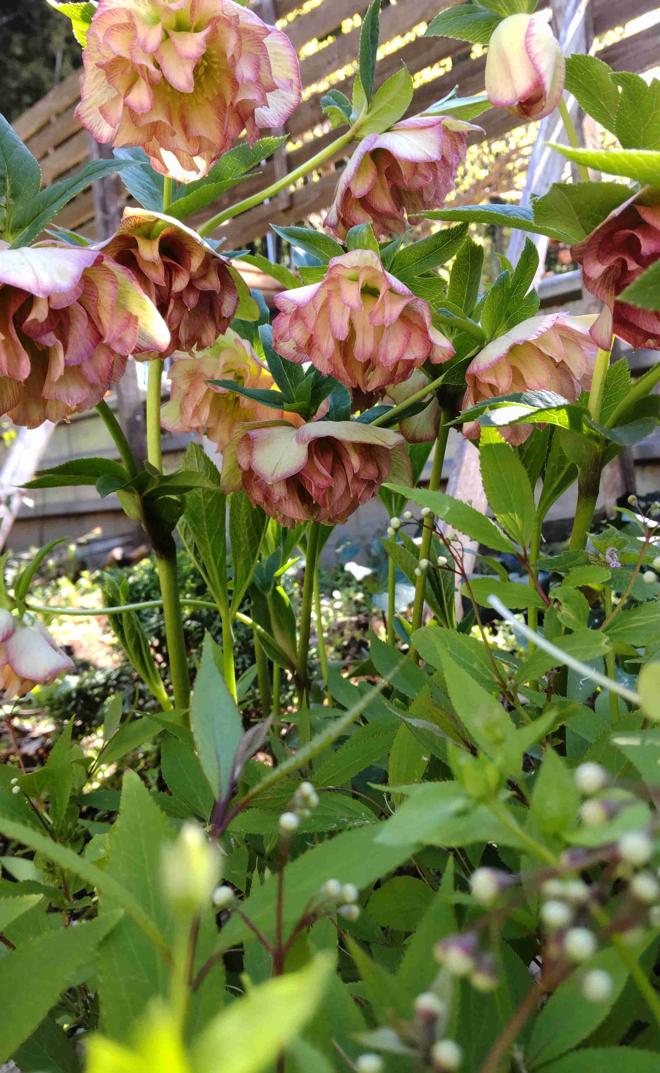 【ガーデニング】ガルちゃん園芸部【花・植物】part.55