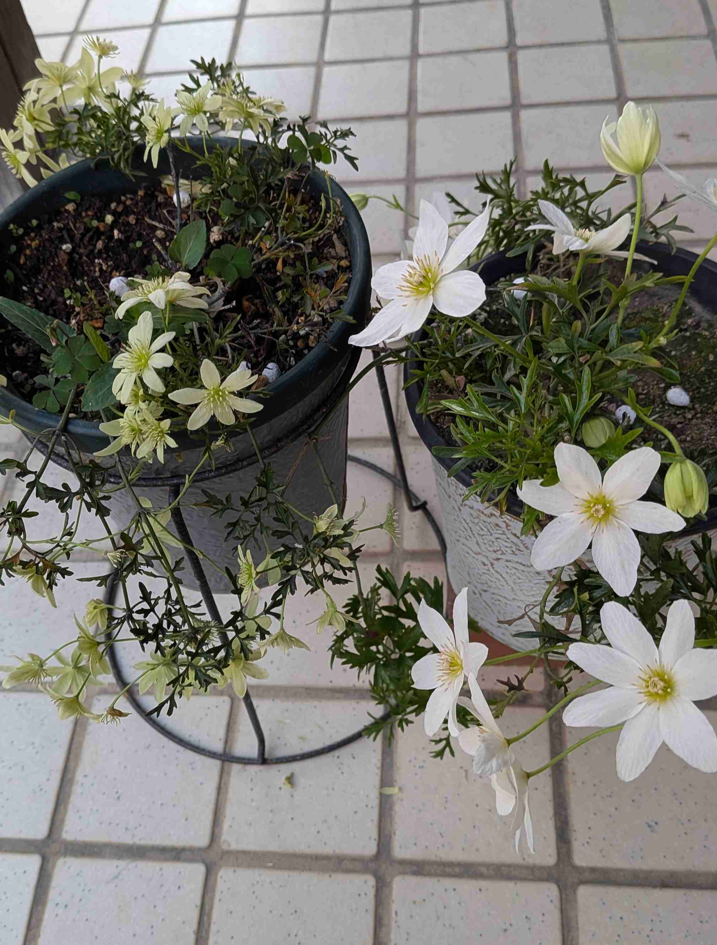 【ガーデニング】ガルちゃん園芸部【花・植物】part.55