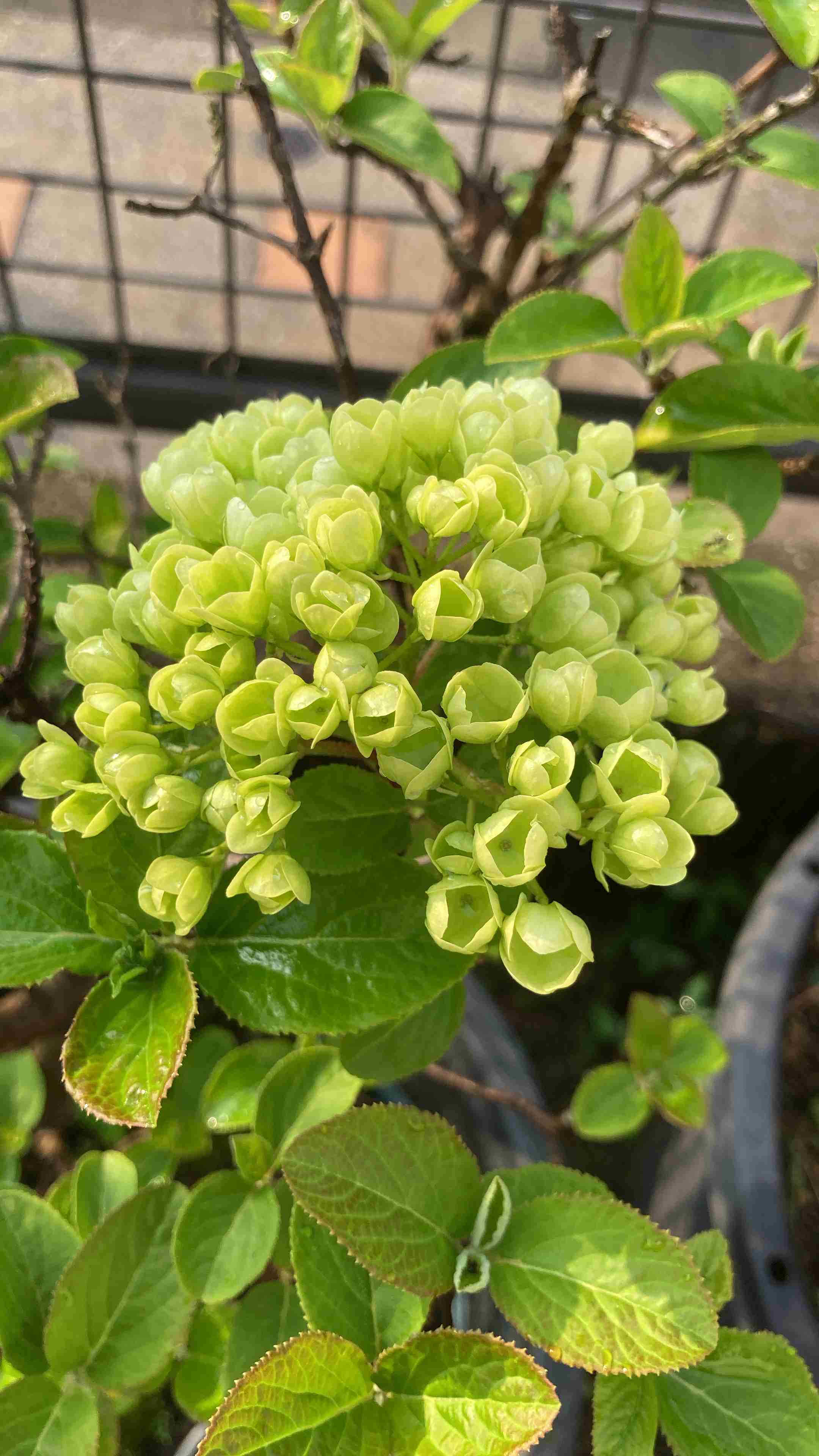 【ガーデニング】ガルちゃん園芸部【花・植物】part.55