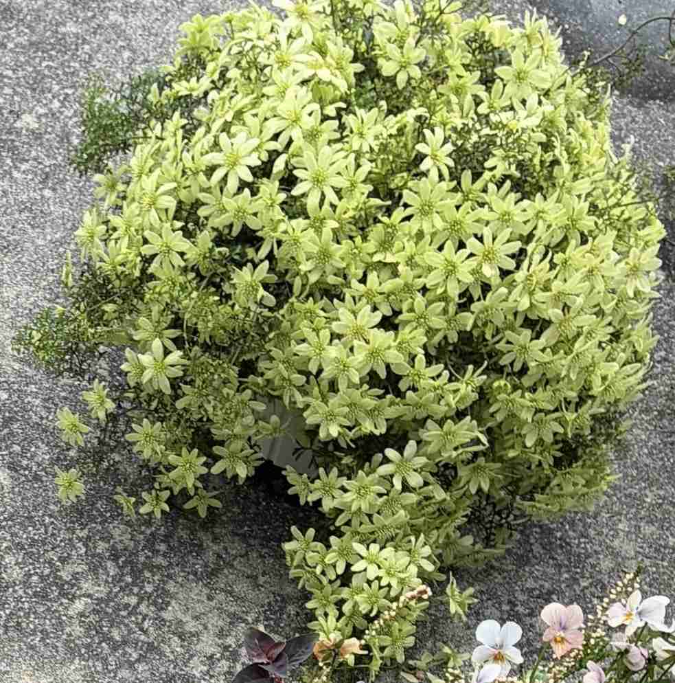 【ガーデニング】ガルちゃん園芸部【花・植物】part.55