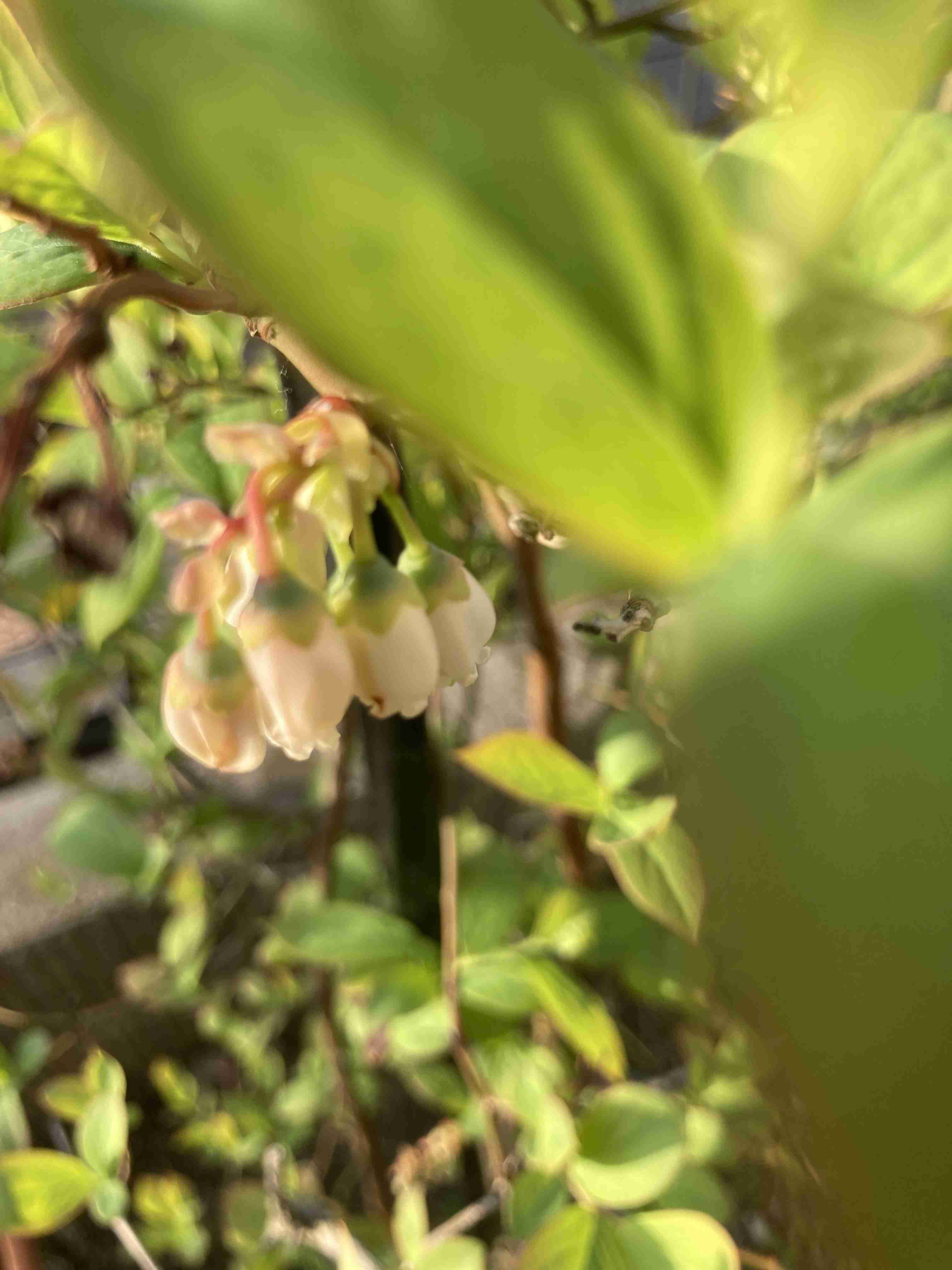 【ガーデニング】ガルちゃん園芸部【花・植物】part.55