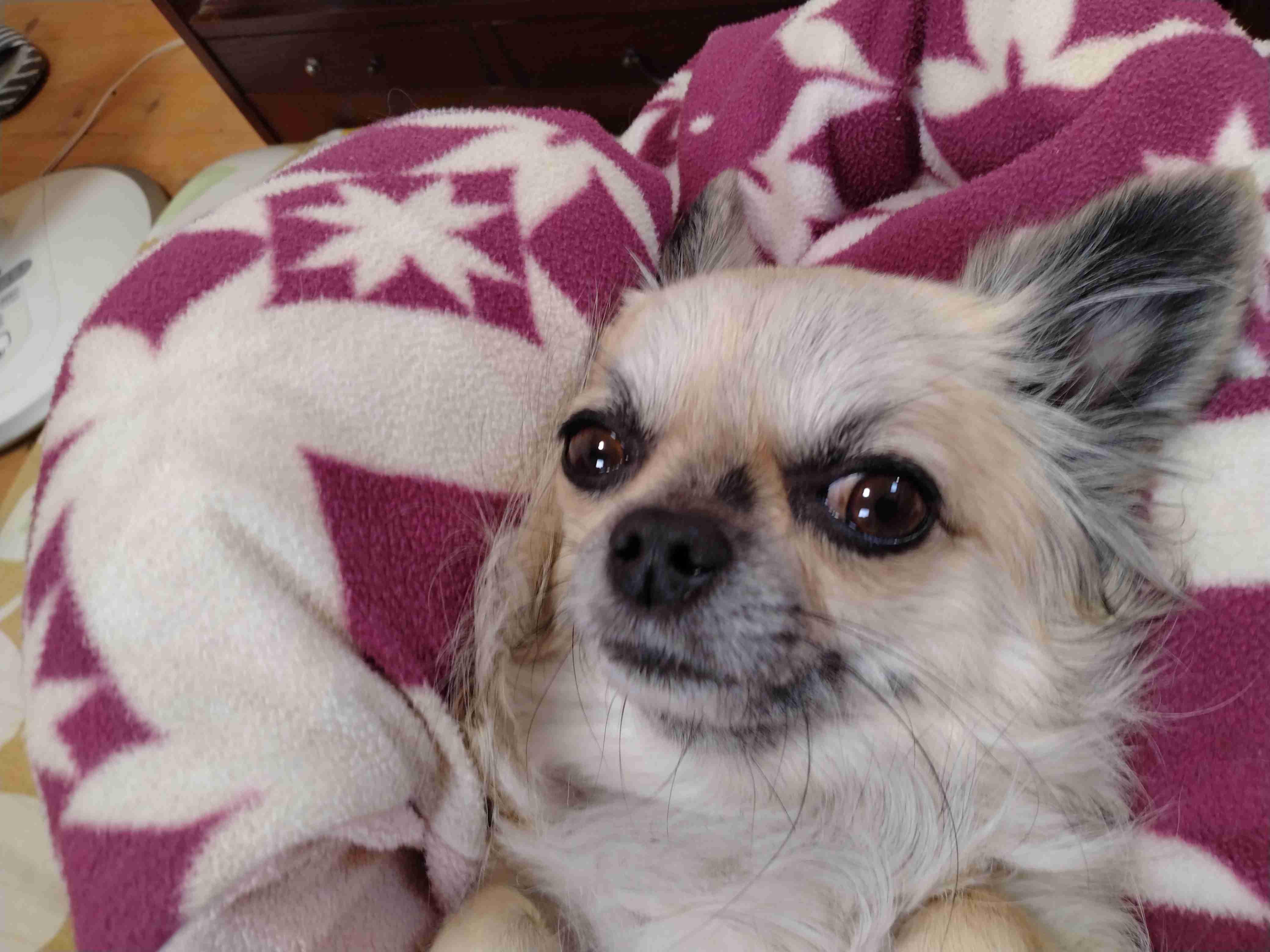 チワワ大好きの会