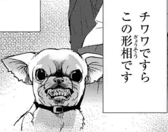 チワワ大好きの会