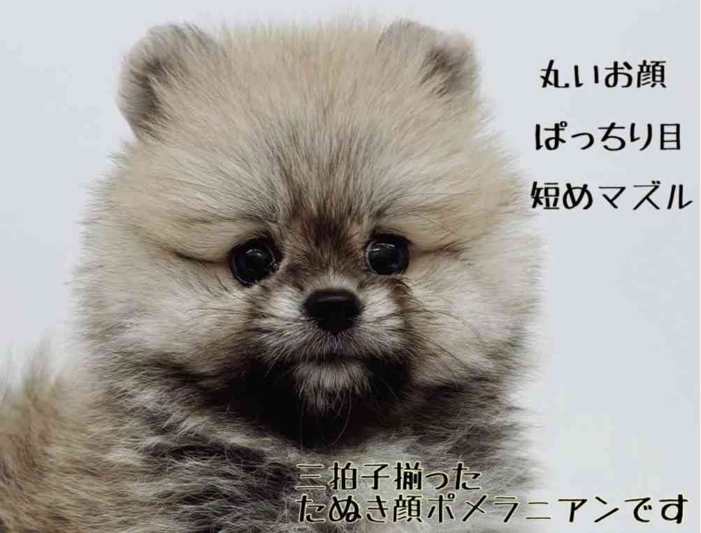 たぬき!狸!Tanuki!Part8