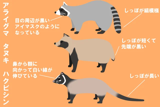たぬき!狸!Tanuki!Part8