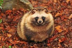 たぬき!狸!Tanuki!Part8