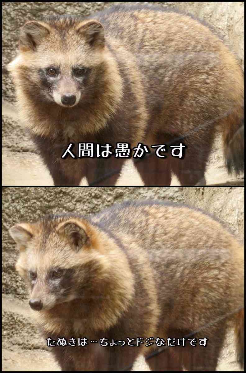 たぬき!狸!Tanuki!Part8