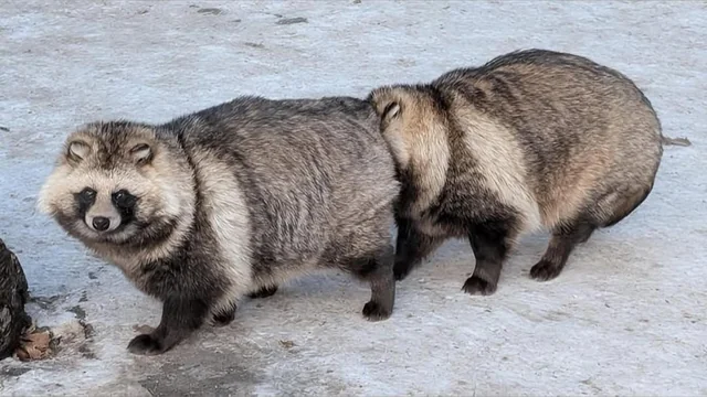 たぬき!狸!Tanuki!Part8