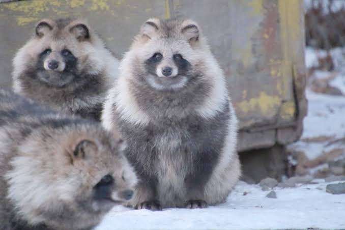 たぬき!狸!Tanuki!Part8