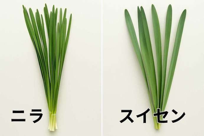 山林で採取した植物を誤食　トリカブトによる食中毒で80代男性死亡　ニリンソウと勘違い　北海道
