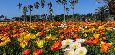 好きなガーデン・植物園