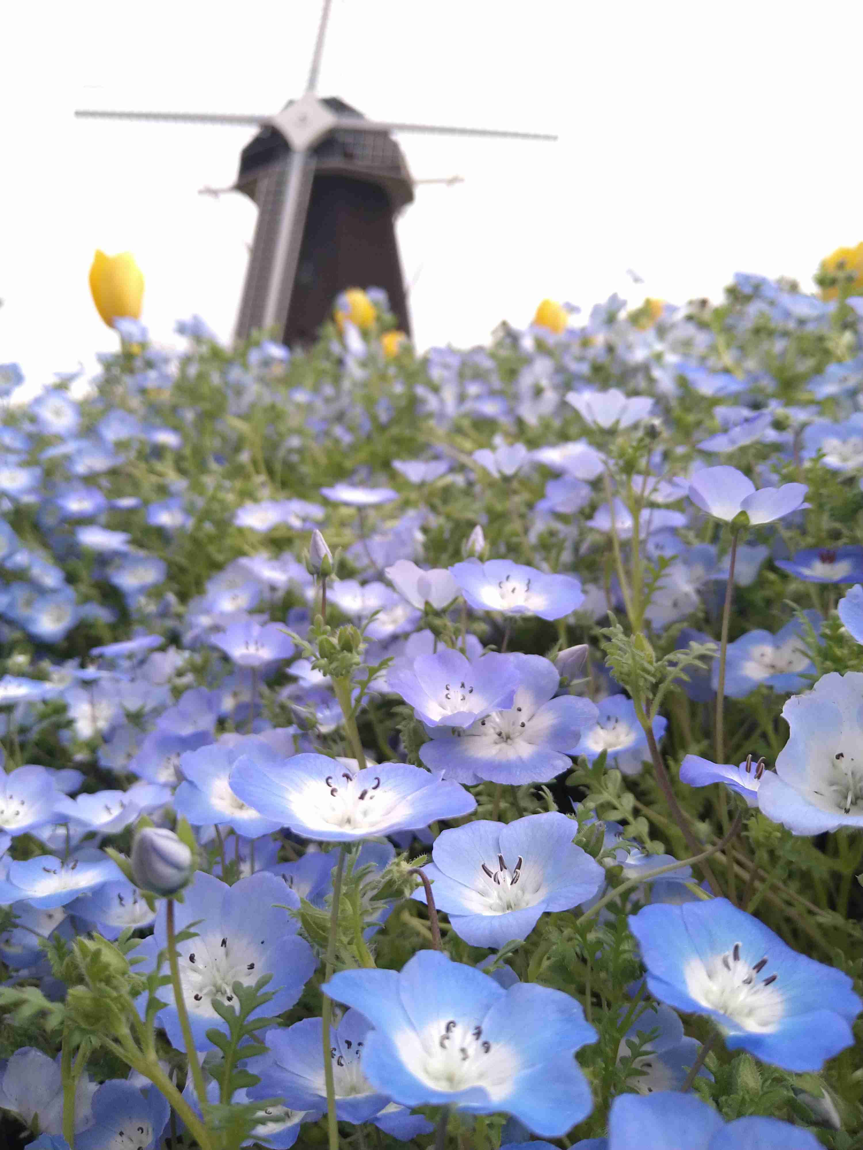 好きなガーデン・植物園