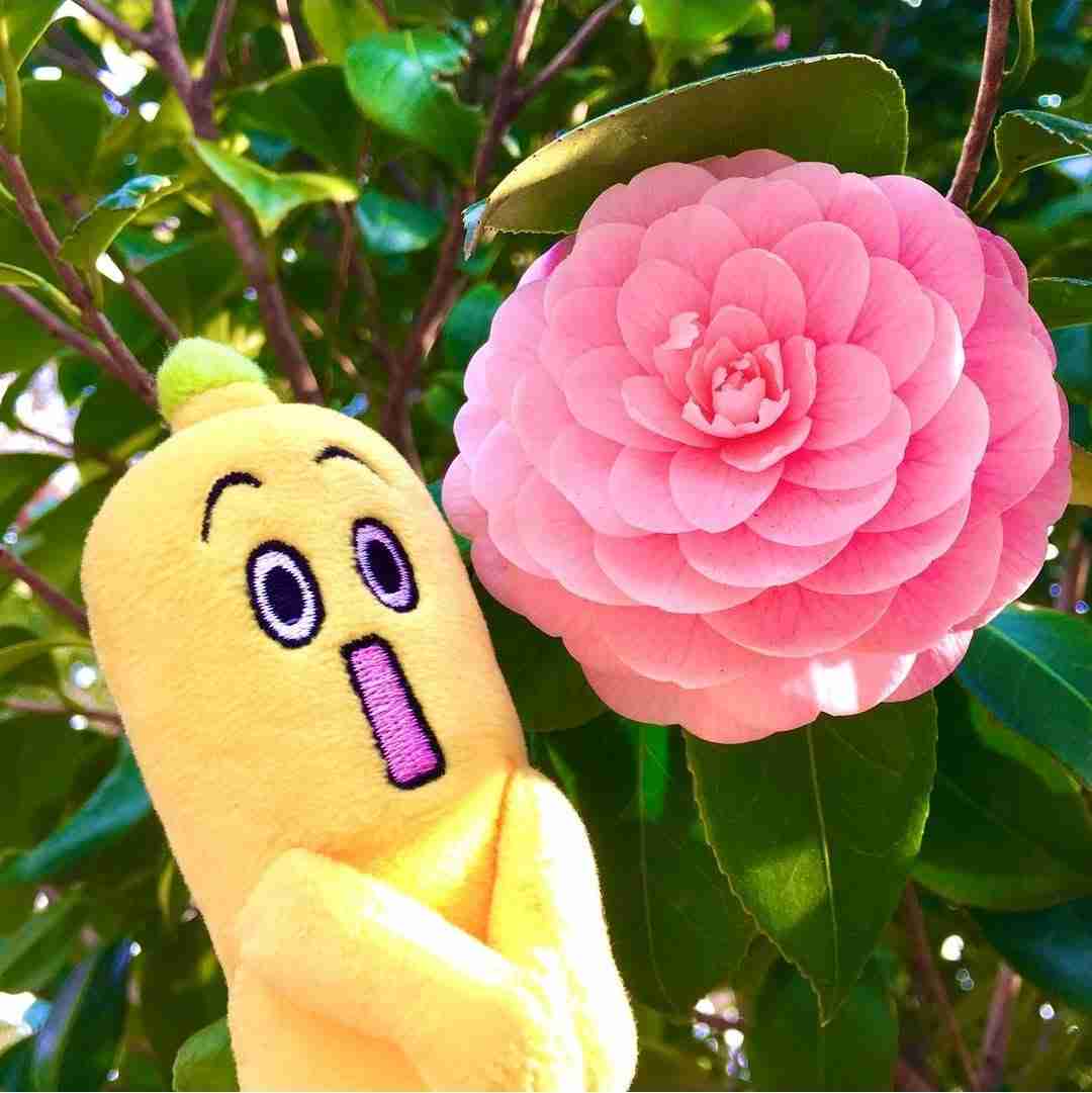 好きなゆるキャラ・マスコットキャラクター