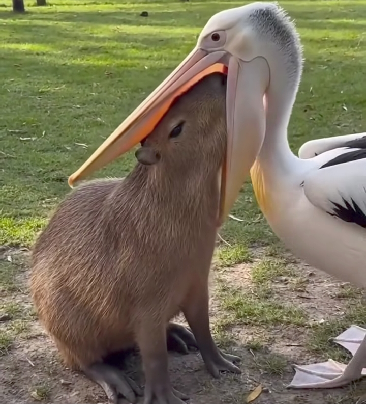 コメントを付けて動物の画像を貼っていくトピ