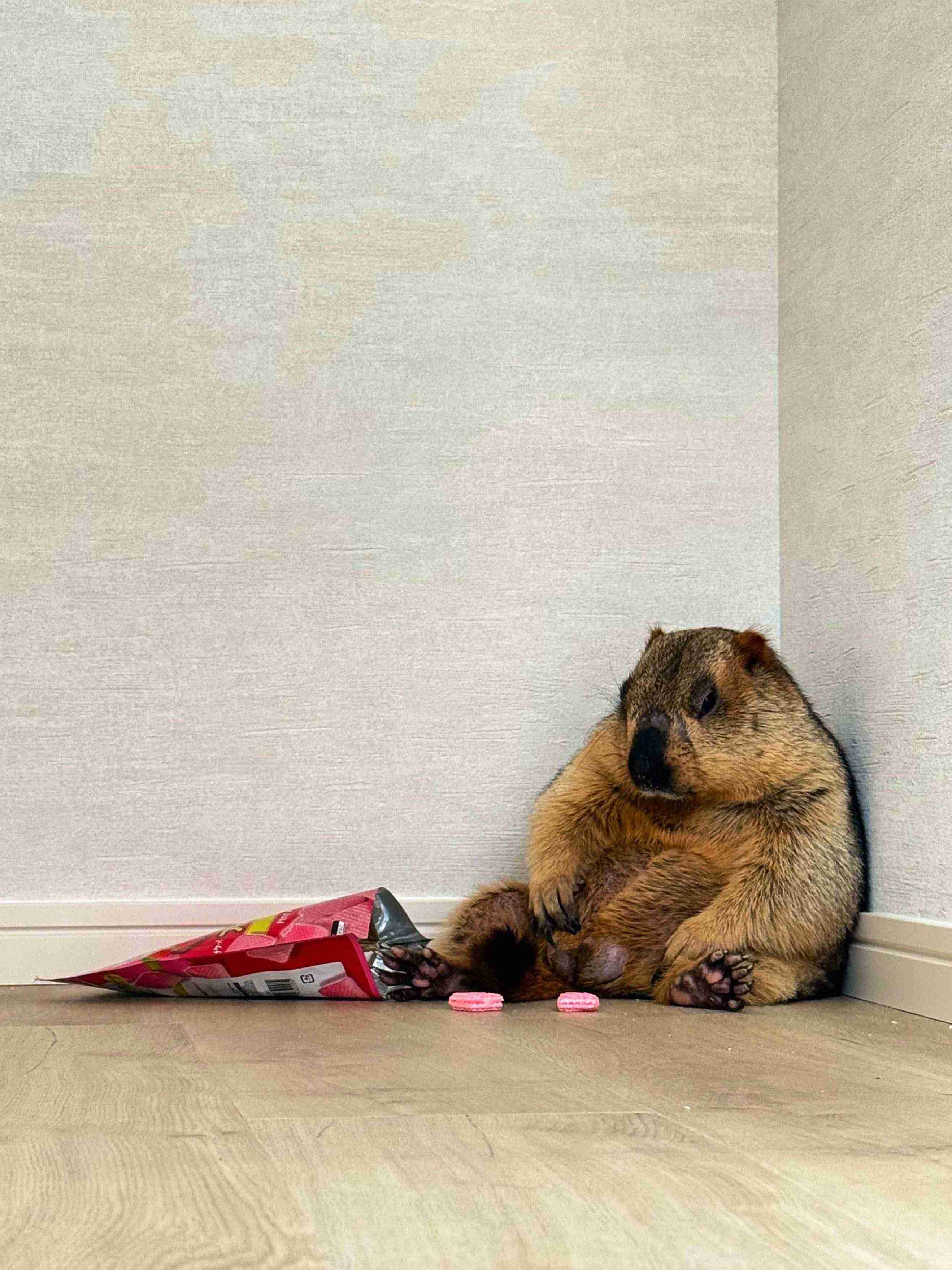 コメントを付けて動物の画像を貼っていくトピ