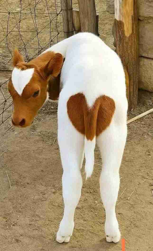 コメントを付けて動物の画像を貼っていくトピ