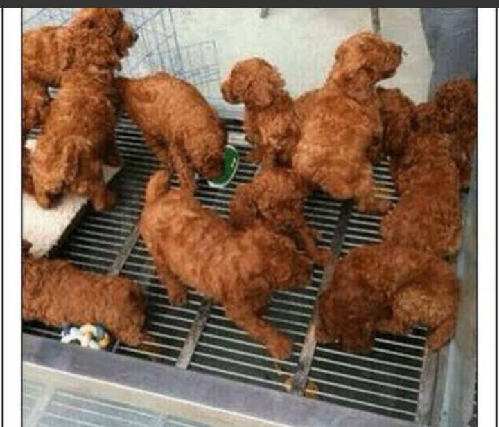 コメントを付けて動物の画像を貼っていくトピ