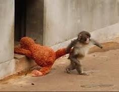 コメントを付けて動物の画像を貼っていくトピ