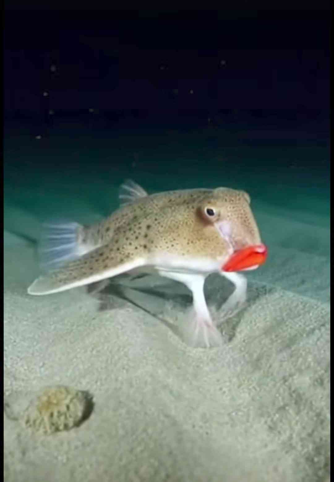 コメントを付けて動物の画像を貼っていくトピ