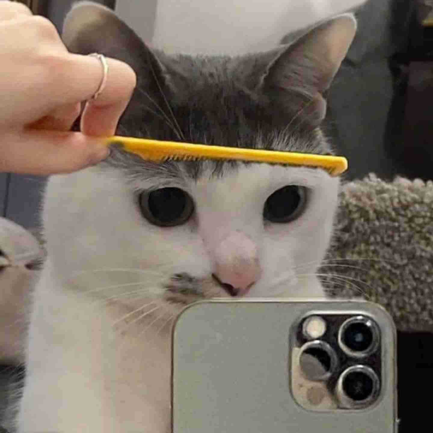 コメントを付けて動物の画像を貼っていくトピ