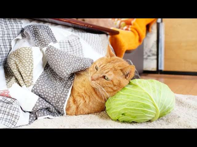 コメントを付けて動物の画像を貼っていくトピ