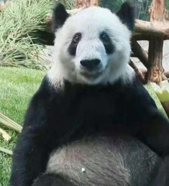 コメントを付けて動物の画像を貼っていくトピ