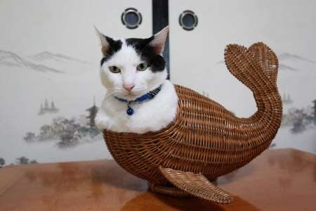 コメントを付けて動物の画像を貼っていくトピ