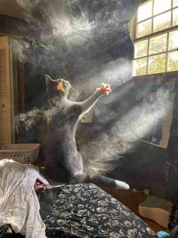 コメントを付けて動物の画像を貼っていくトピ