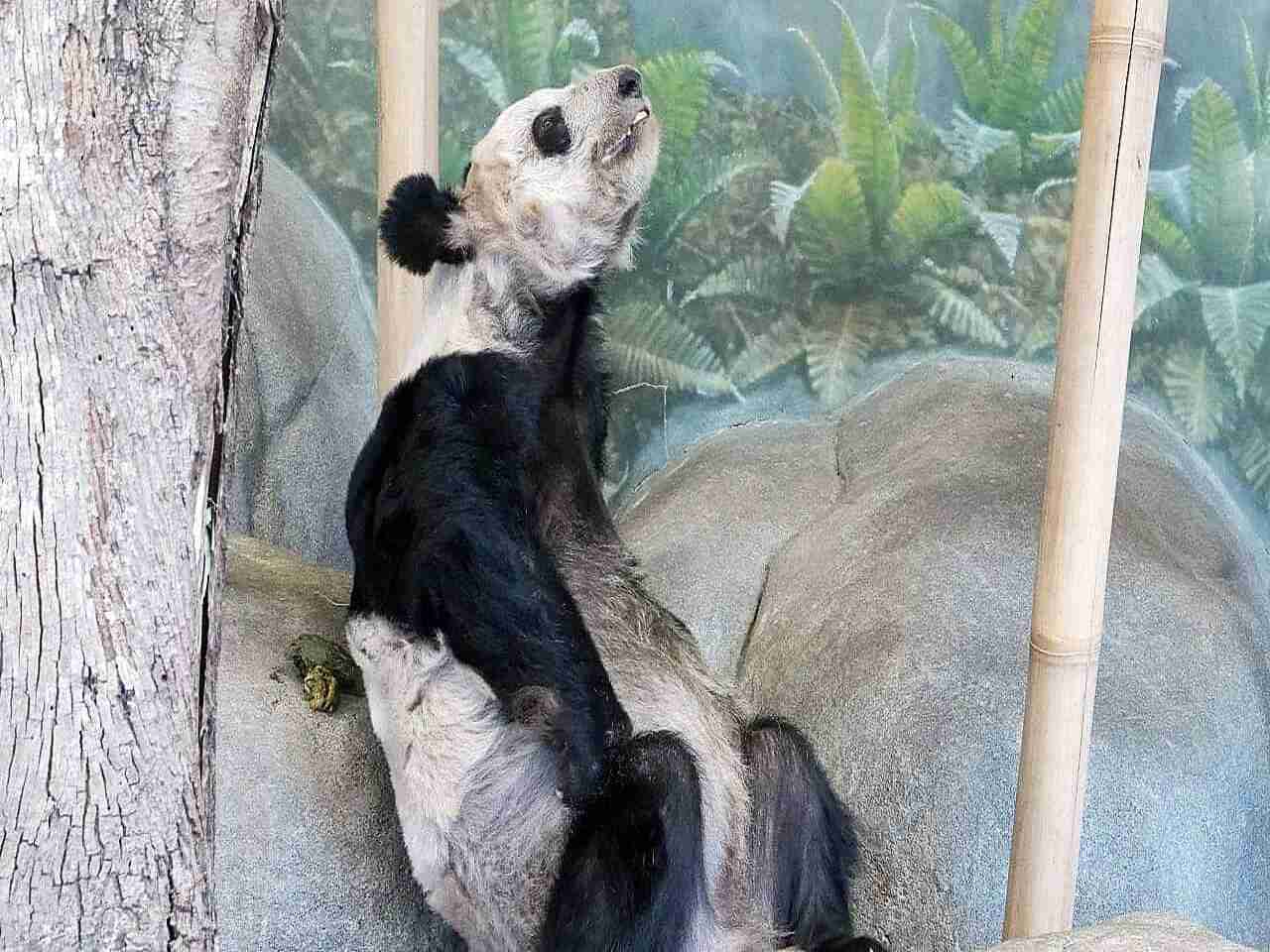 コメントを付けて動物の画像を貼っていくトピ