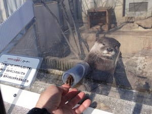 コメントを付けて動物の画像を貼っていくトピ