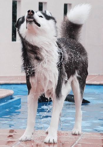 コメントを付けて動物の画像を貼っていくトピ