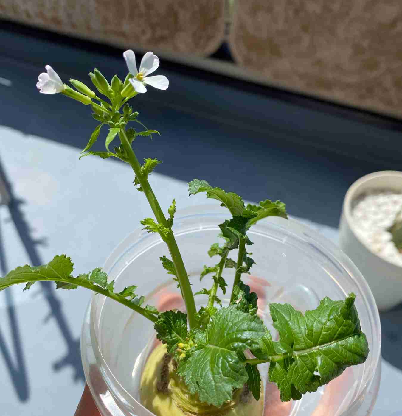 ついやってしまう一番小さい節約は？