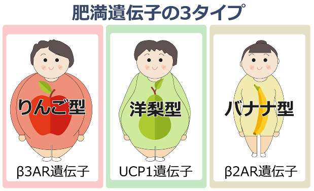 太る遺伝子？