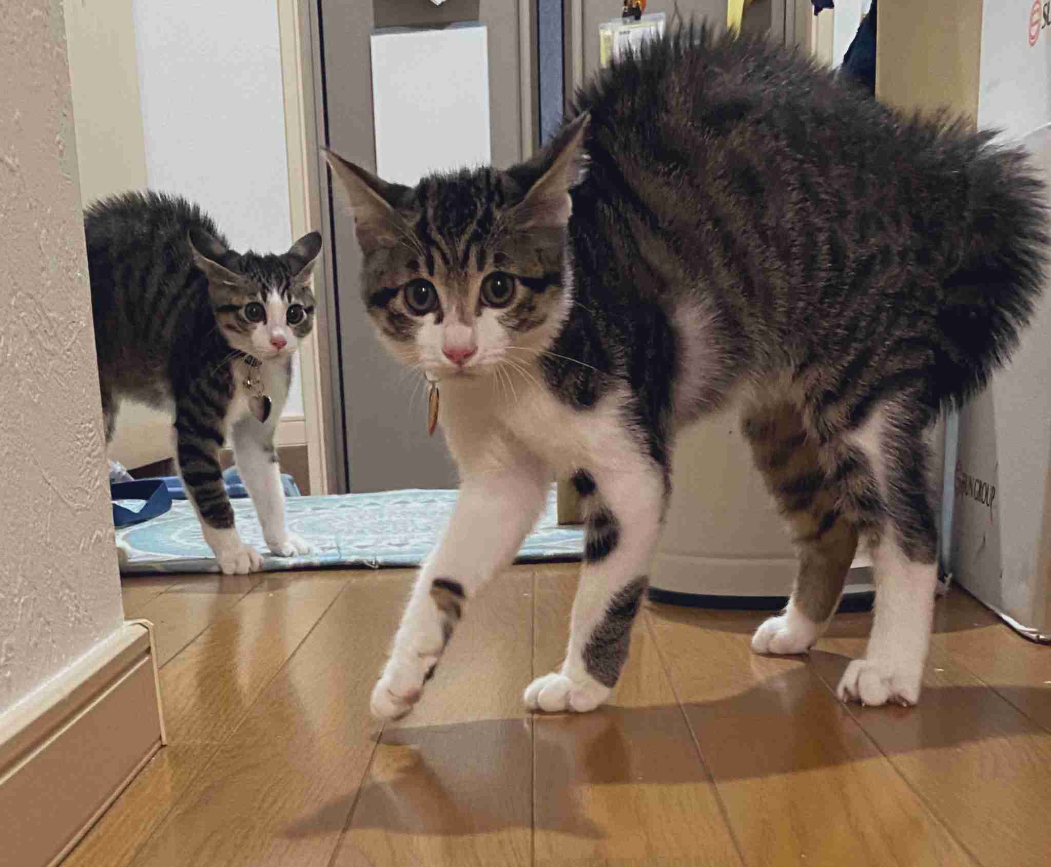びっくりしてそうな画像トピ