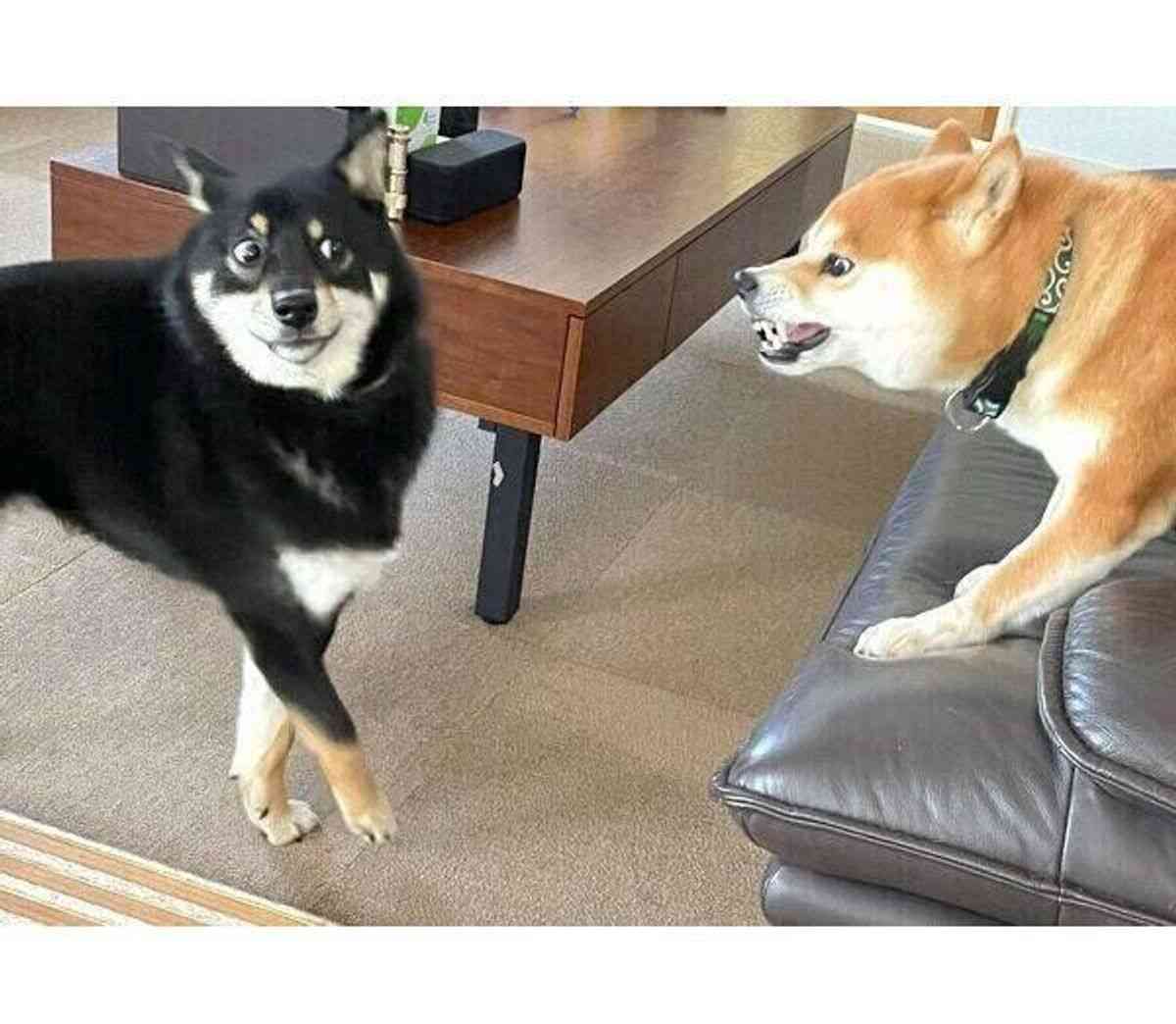 びっくりしてそうな画像トピ