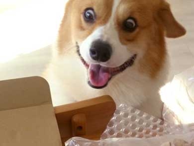 びっくりしてそうな画像トピ