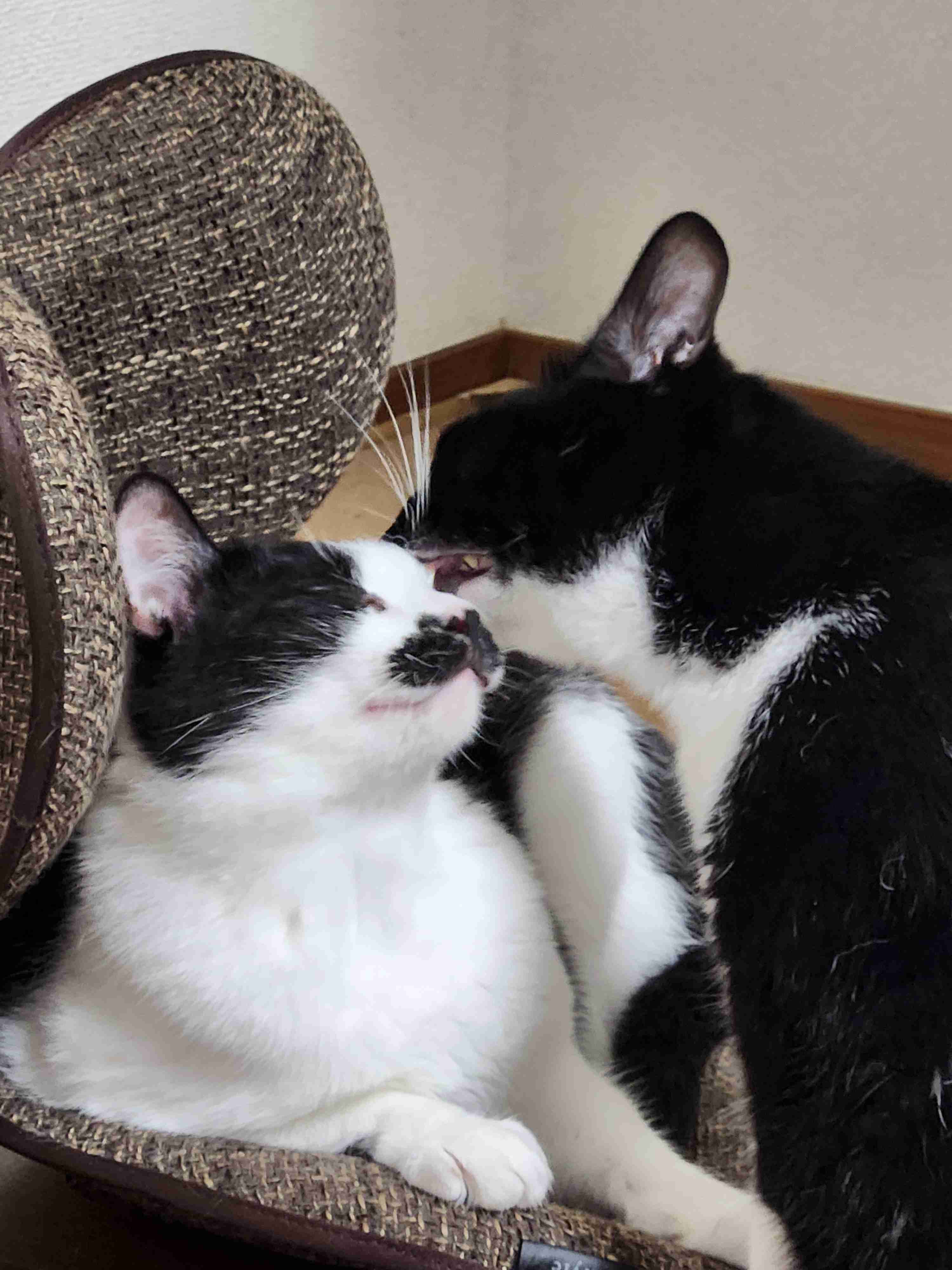 「ささみを茹でた後に冷ましてたら猫に茹で汁を盗まれた」水分補給のためのアイデアとして定評があり、感謝してる飼い主さんが多数いた