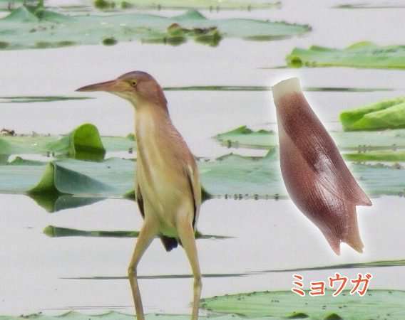 茗荷（みょうが）の美味しい食べ方