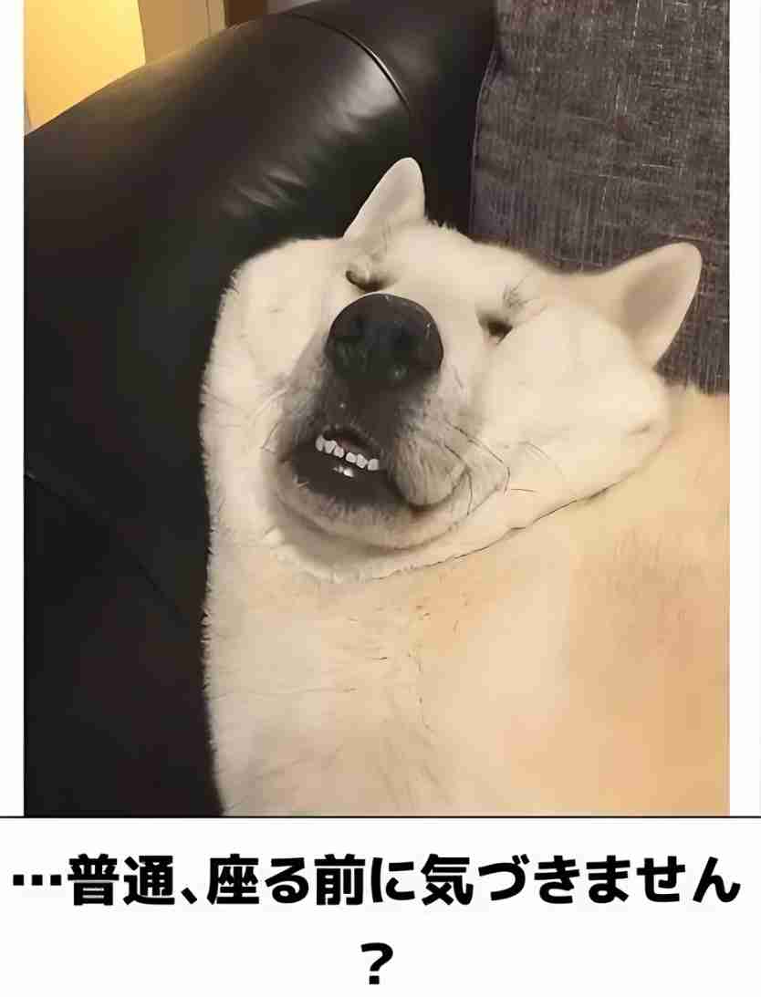 【芸能人の画像禁止】笑いのツボが浅いガル民に見せたい画像やgifが集まるトピ【悪意禁止】part11