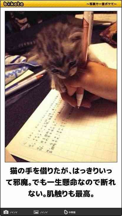 【芸能人の画像禁止】笑いのツボが浅いガル民に見せたい画像やgifが集まるトピ【悪意禁止】part11