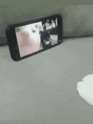 【芸能人の画像禁止】笑いのツボが浅いガル民に見せたい画像やgifが集まるトピ【悪意禁止】part11